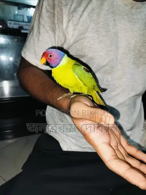 Hiramon Parakeet.