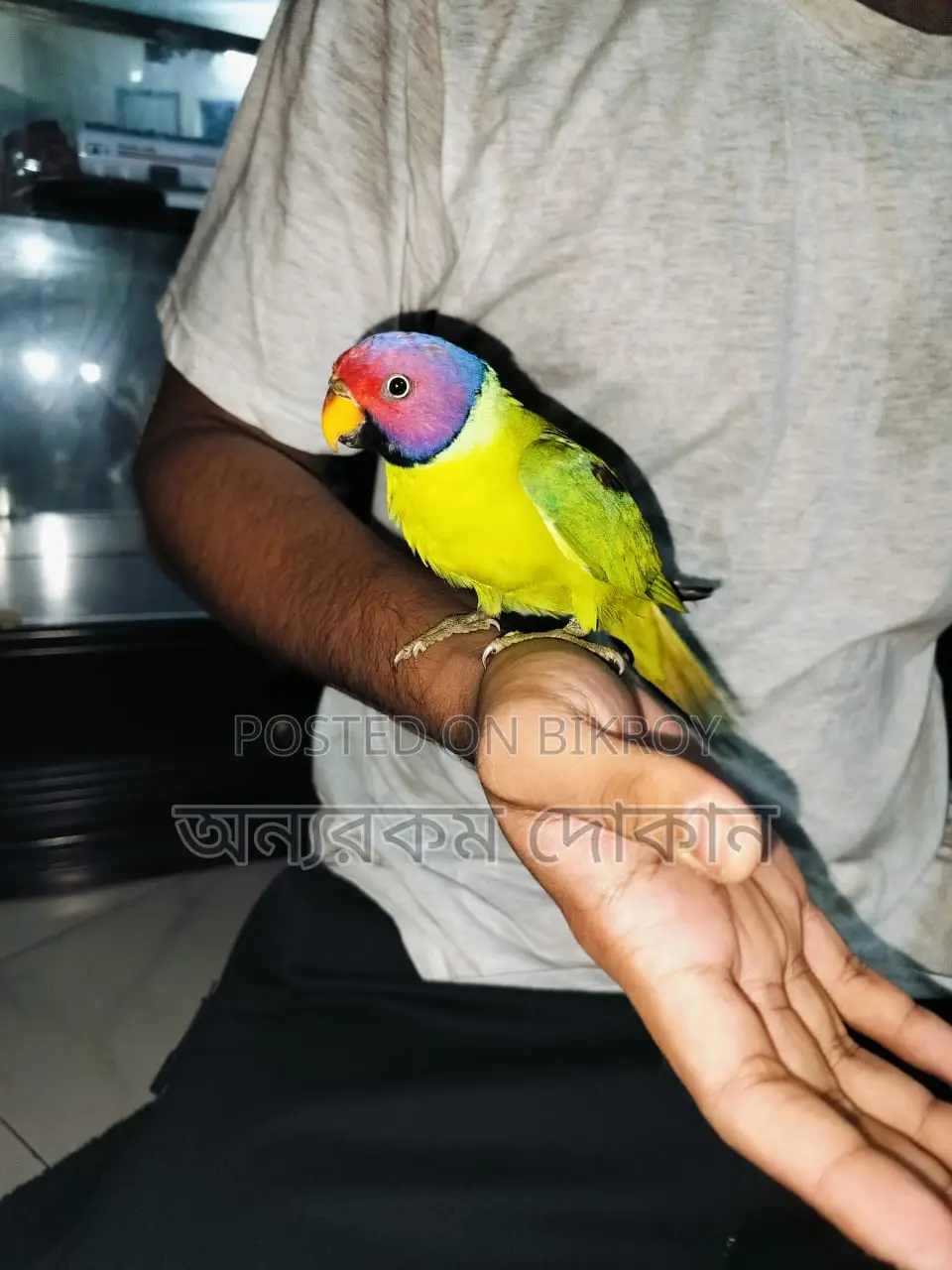 হিরামন টিয়া।