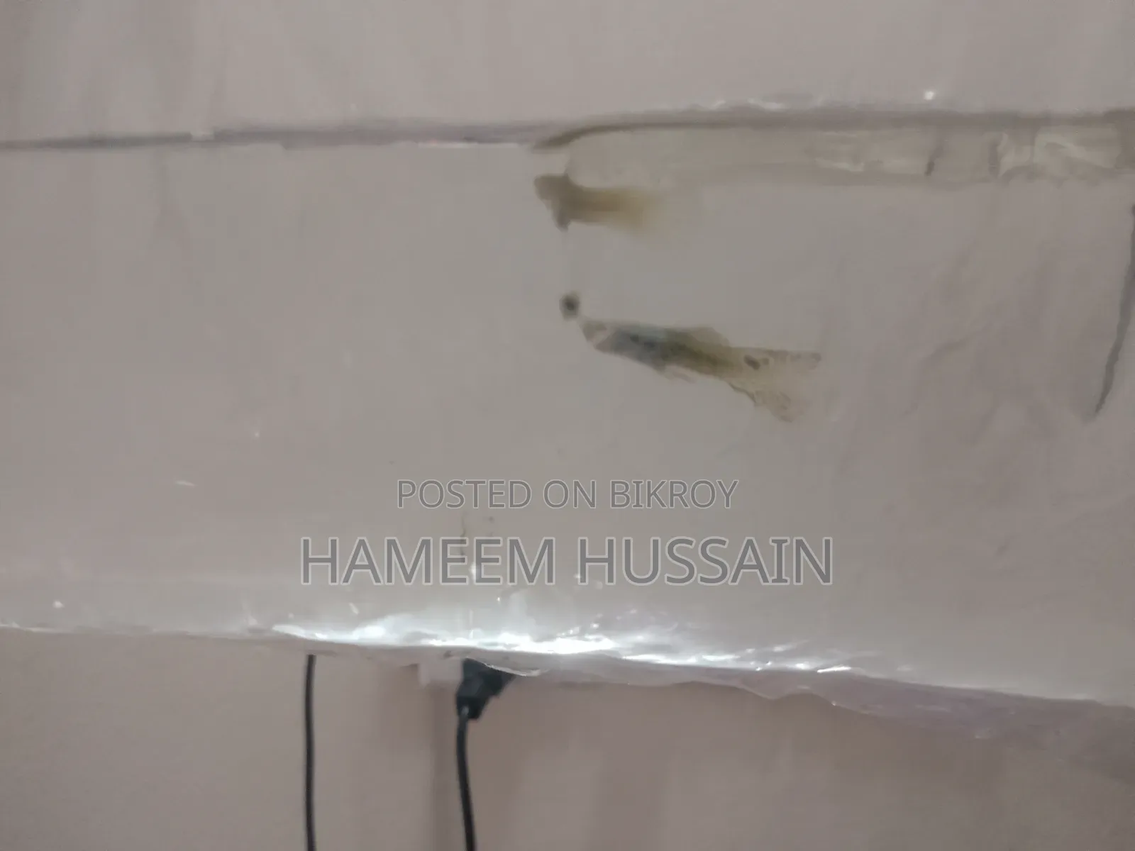 ৬টি বাচ্চা সহ ফ্যােন্সি মাস্টার পেয়ার গুপি মাছ