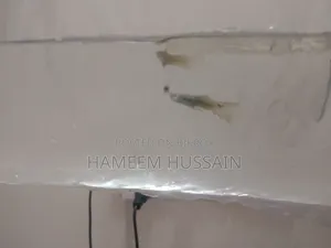 ৬টি বাচ্চা সহ ফ্যােন্সি মাস্টার পেয়ার গুপি মাছ