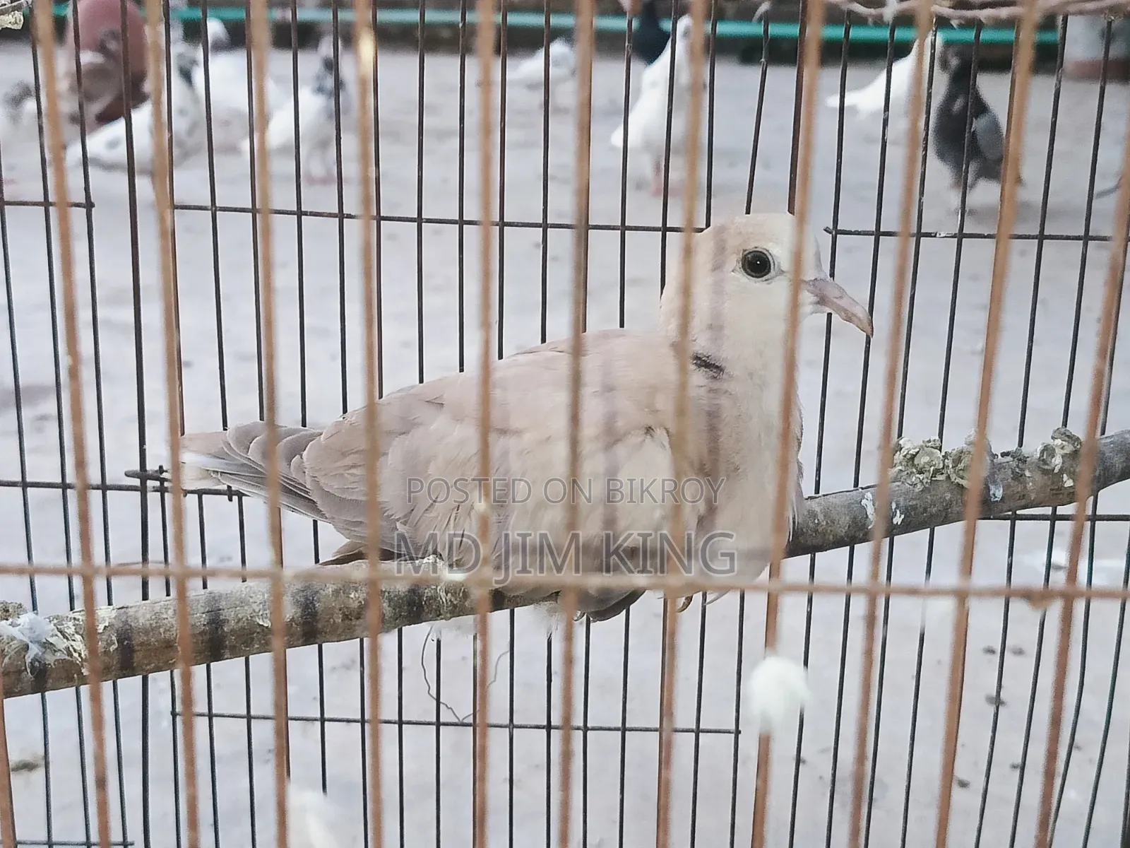 1 PCS Dove