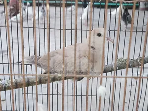 1 PCS Dove