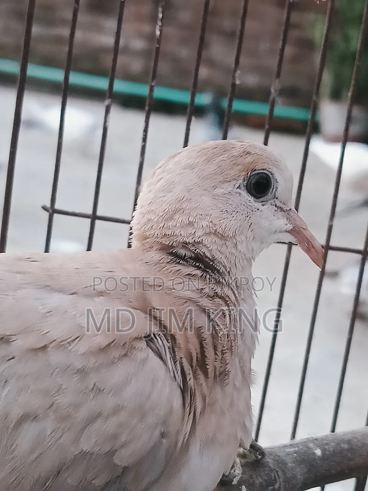 1 PCS Dove