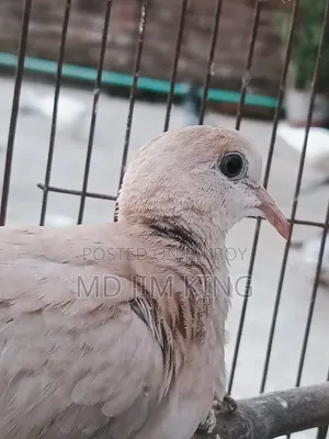 1 PCS Dove