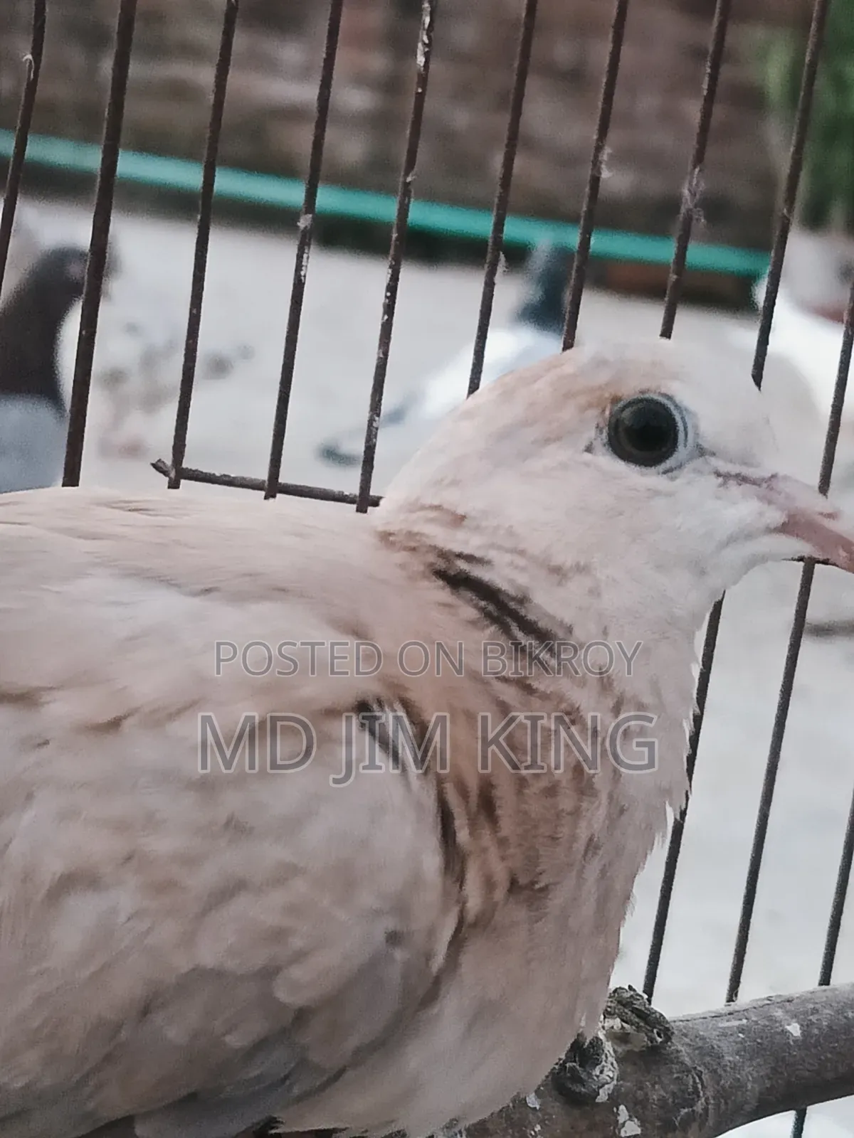 1 PCS Dove