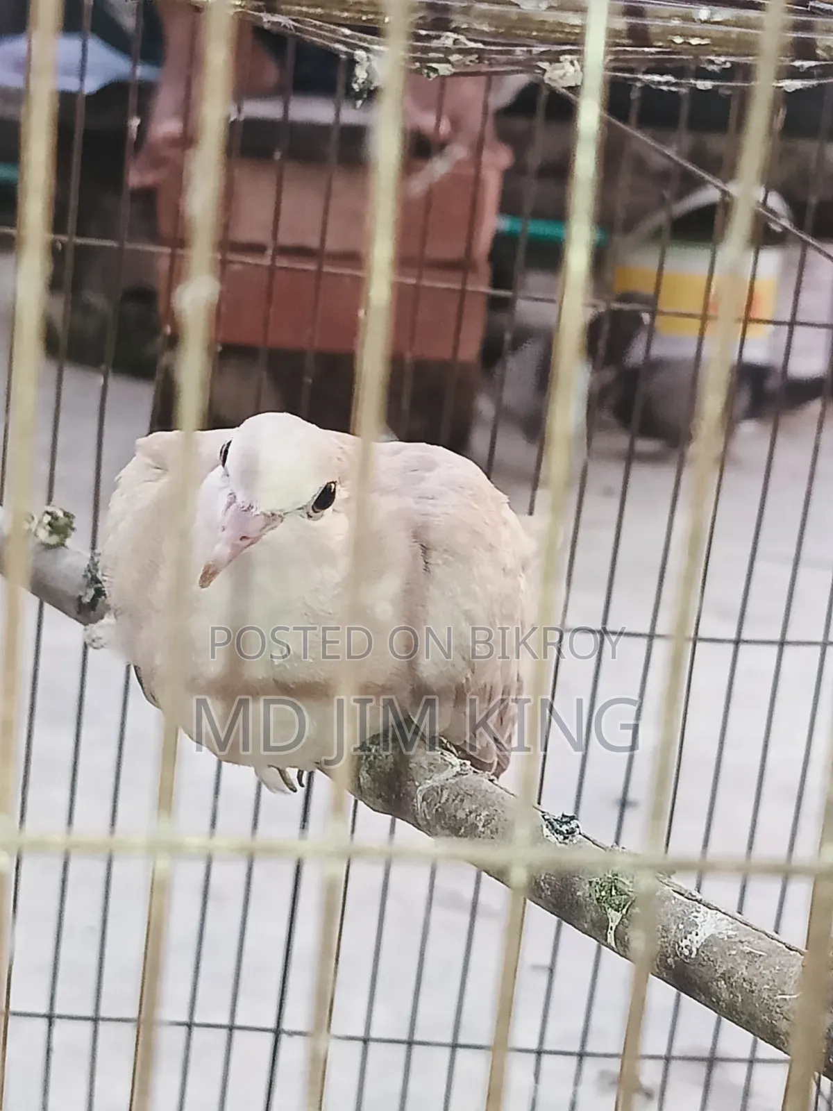 1 PCS Dove