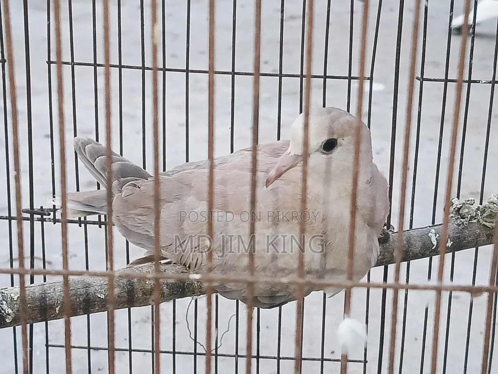 1 PCS Dove