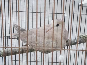 1 PCS Dove