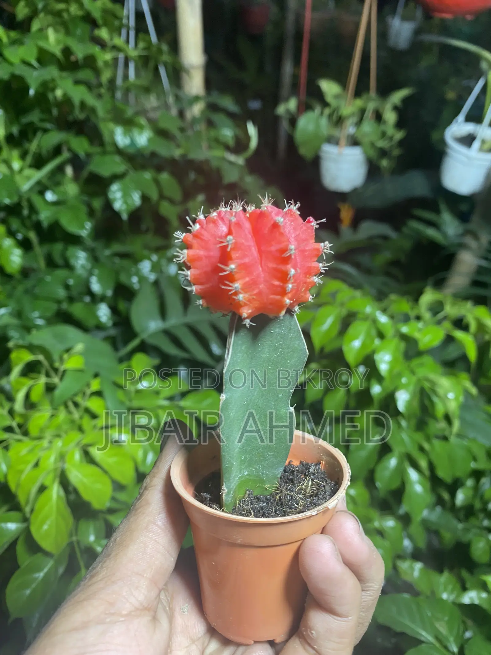 Moon Cactus