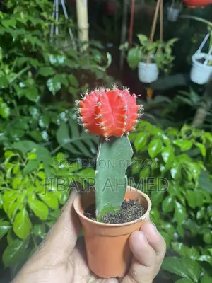 Moon Cactus