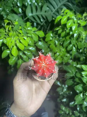 Moon Cactus