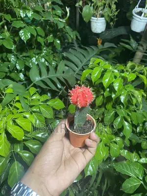 Moon Cactus