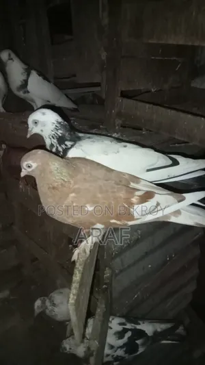 Giribaz Pigeon