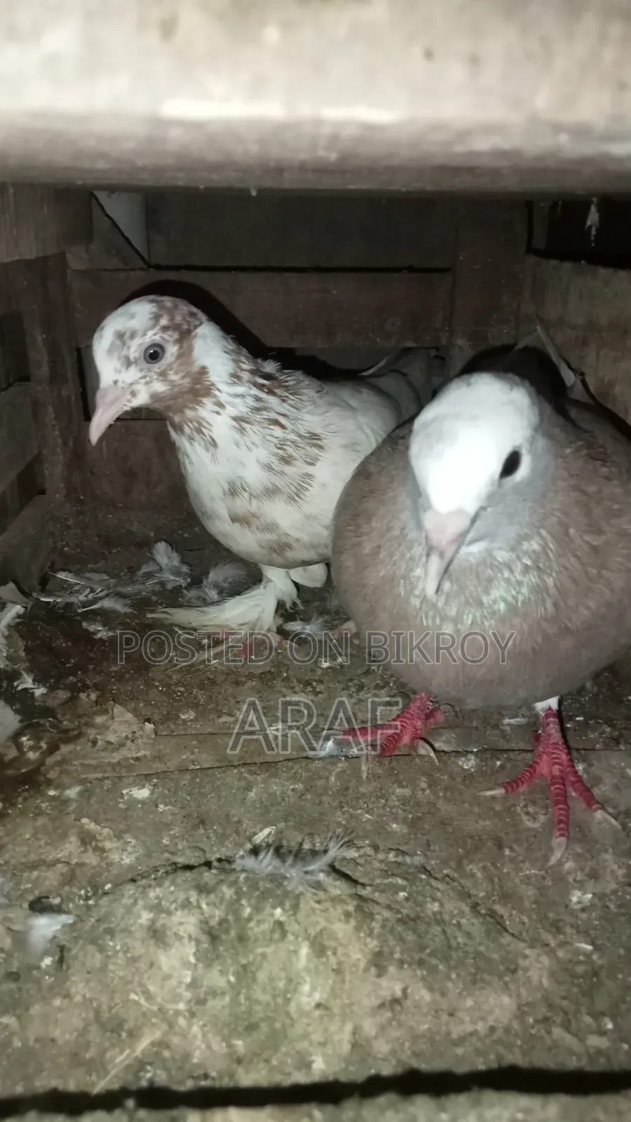 Giribaz Pigeon