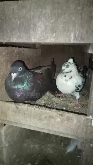 Giribaz Pigeon