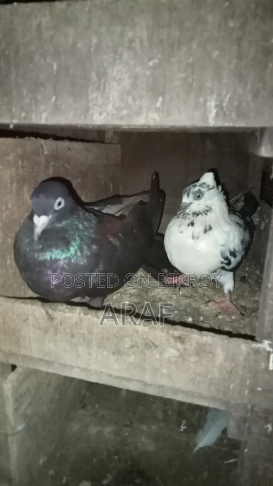 Giribaz Pigeon
