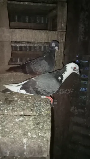 Giribaz Pigeon