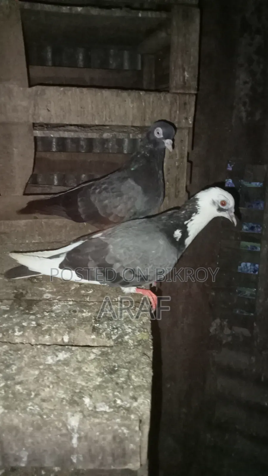 Giribaz Pigeon