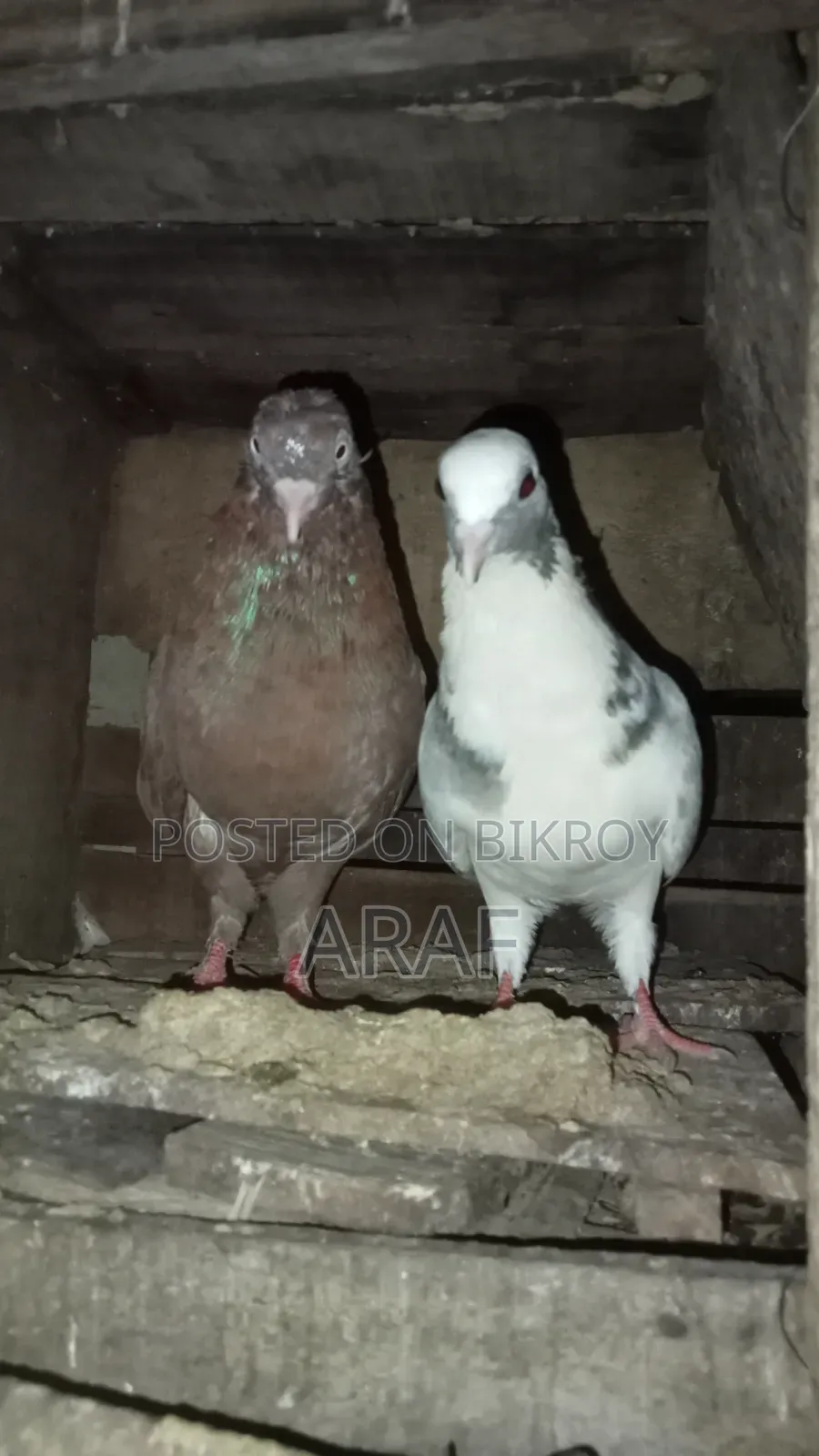 Giribaz Pigeon