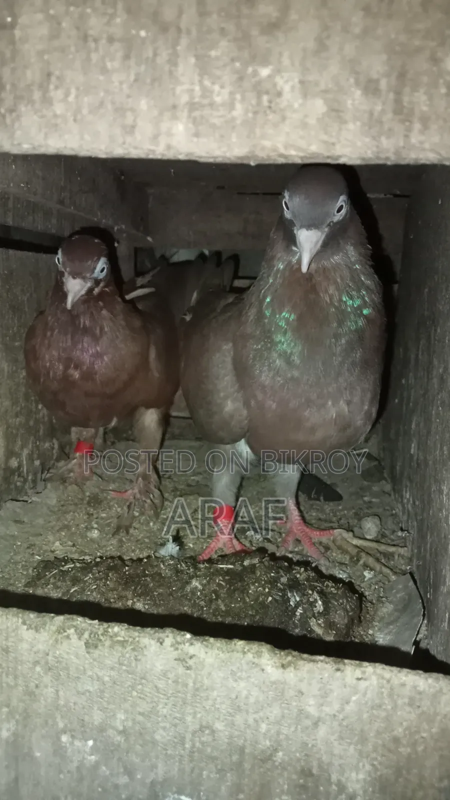 Giribaz Pigeon