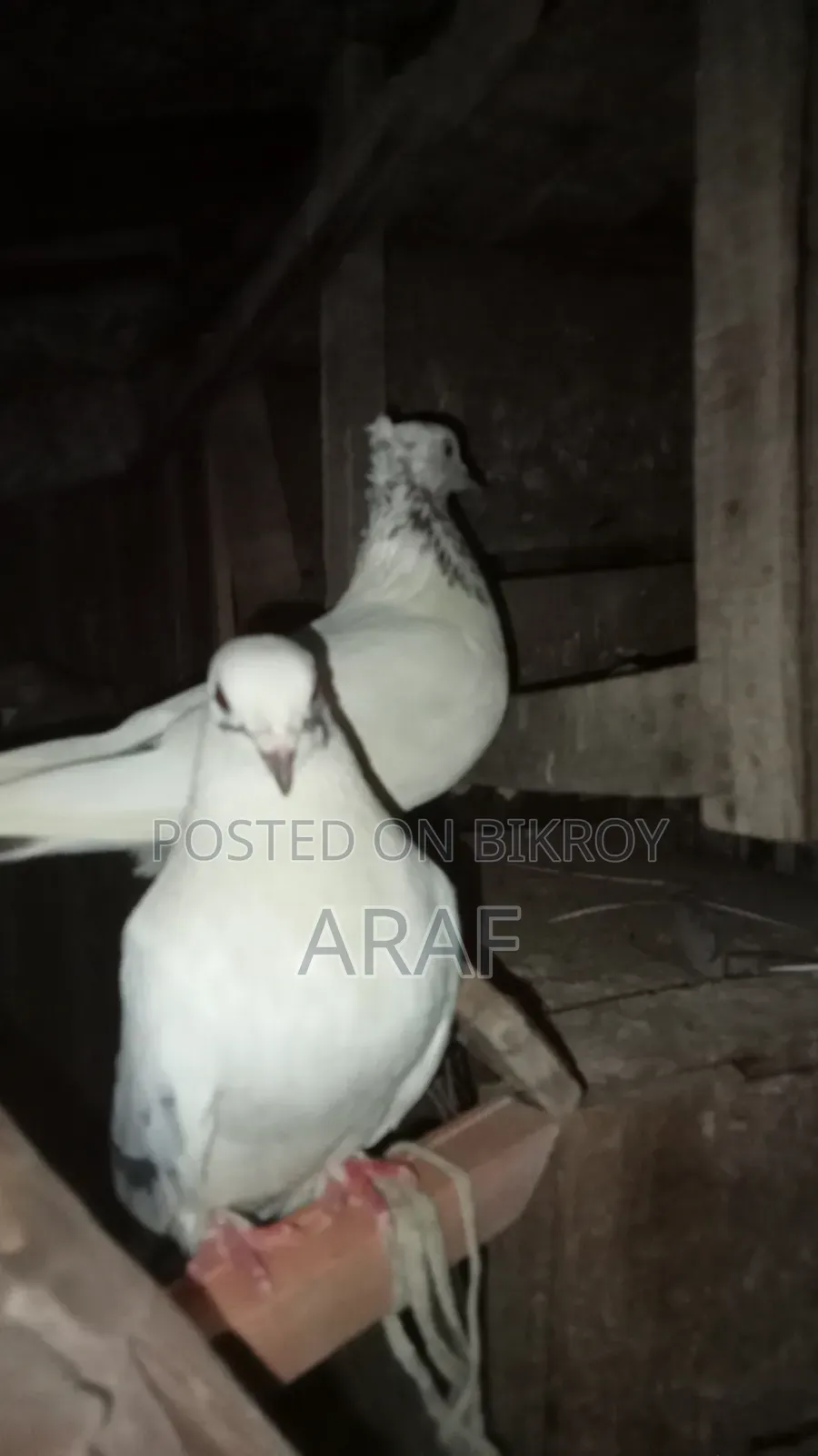 Giribaz Pigeon
