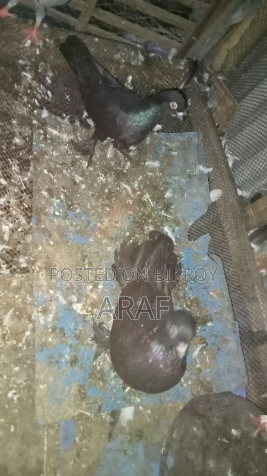 Giribaz Pigeon