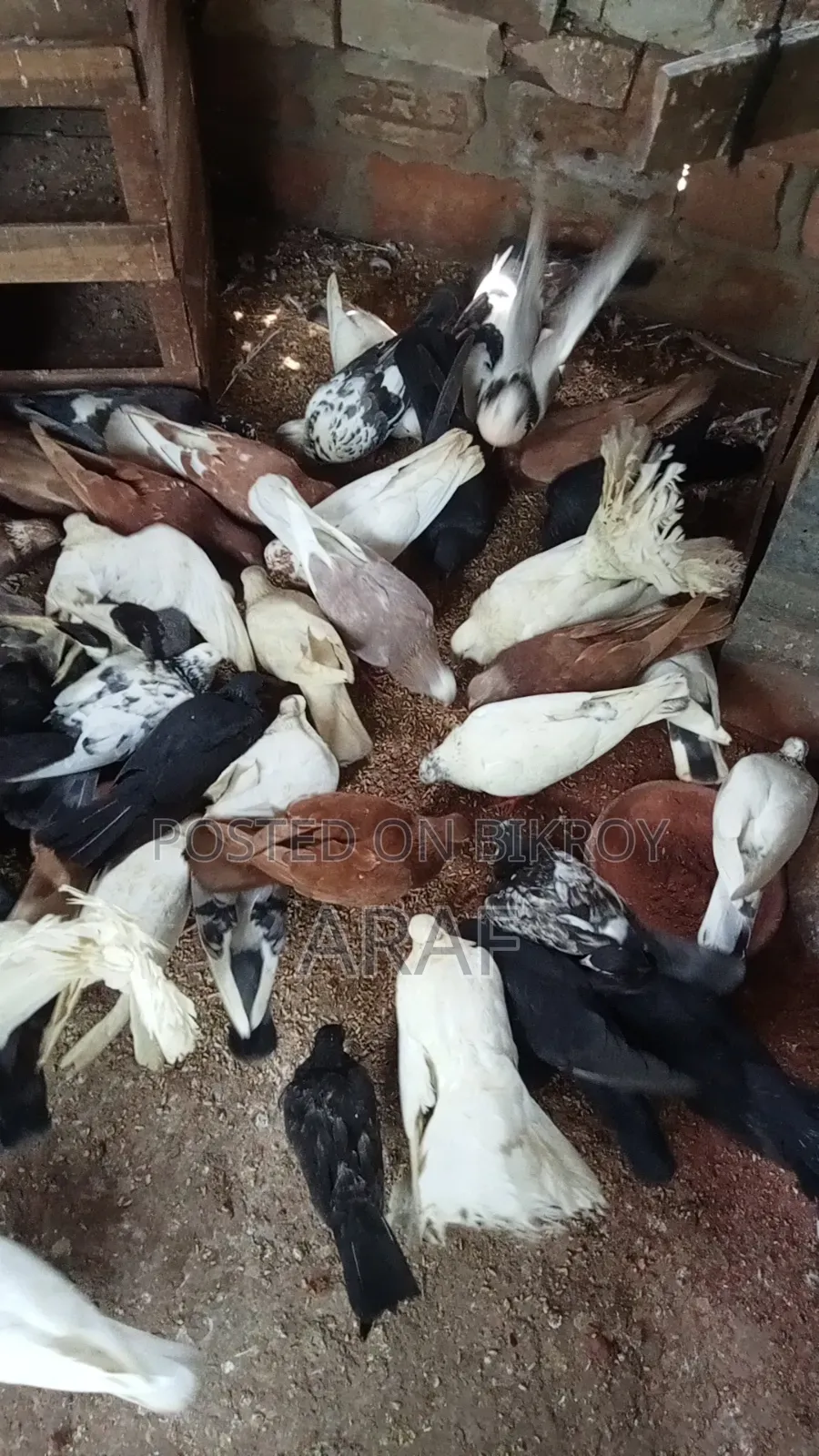 Giribaz Pigeon