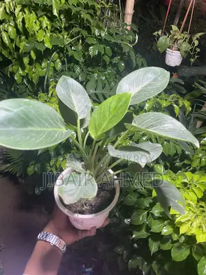 Aglaonema Snow White