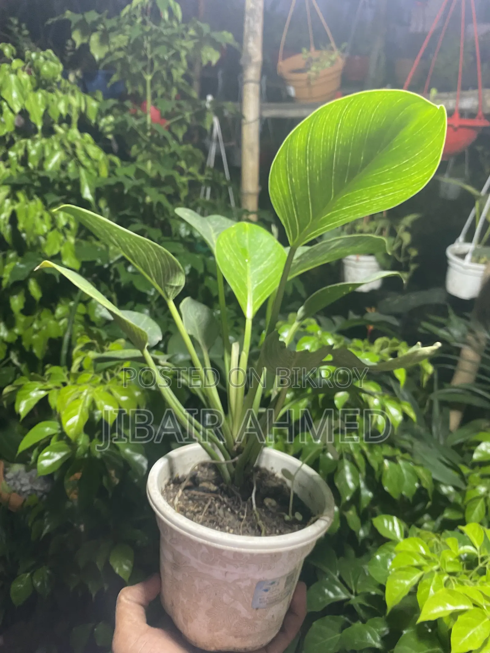 Aglaonema Snow White