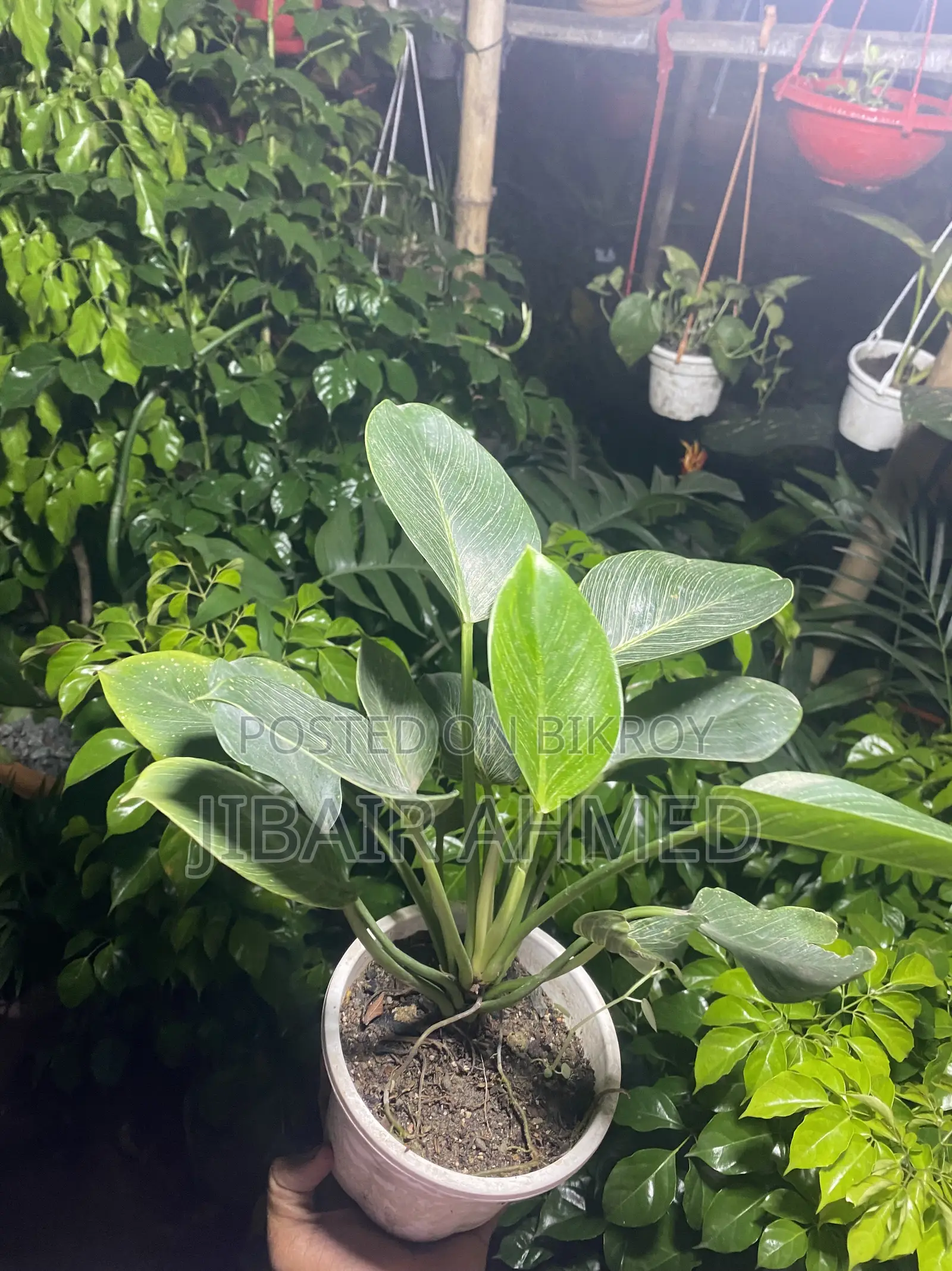 Aglaonema Snow White