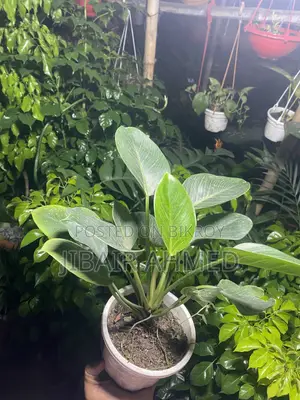Aglaonema Snow White