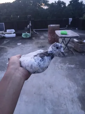 Female Goat Confirmed Pregnant