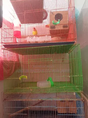চীন দেশের ফোল্ডিং খাঁচা