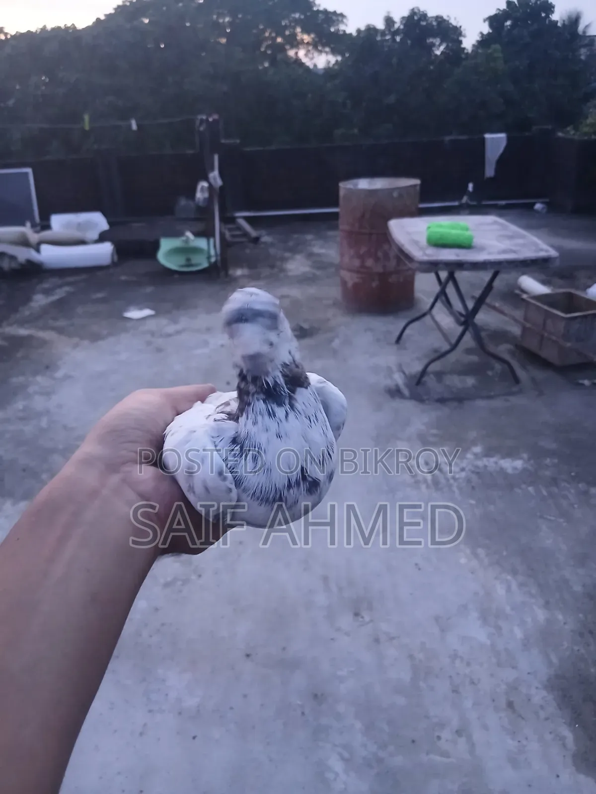 Pigeon Bird