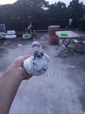 Pigeon Bird