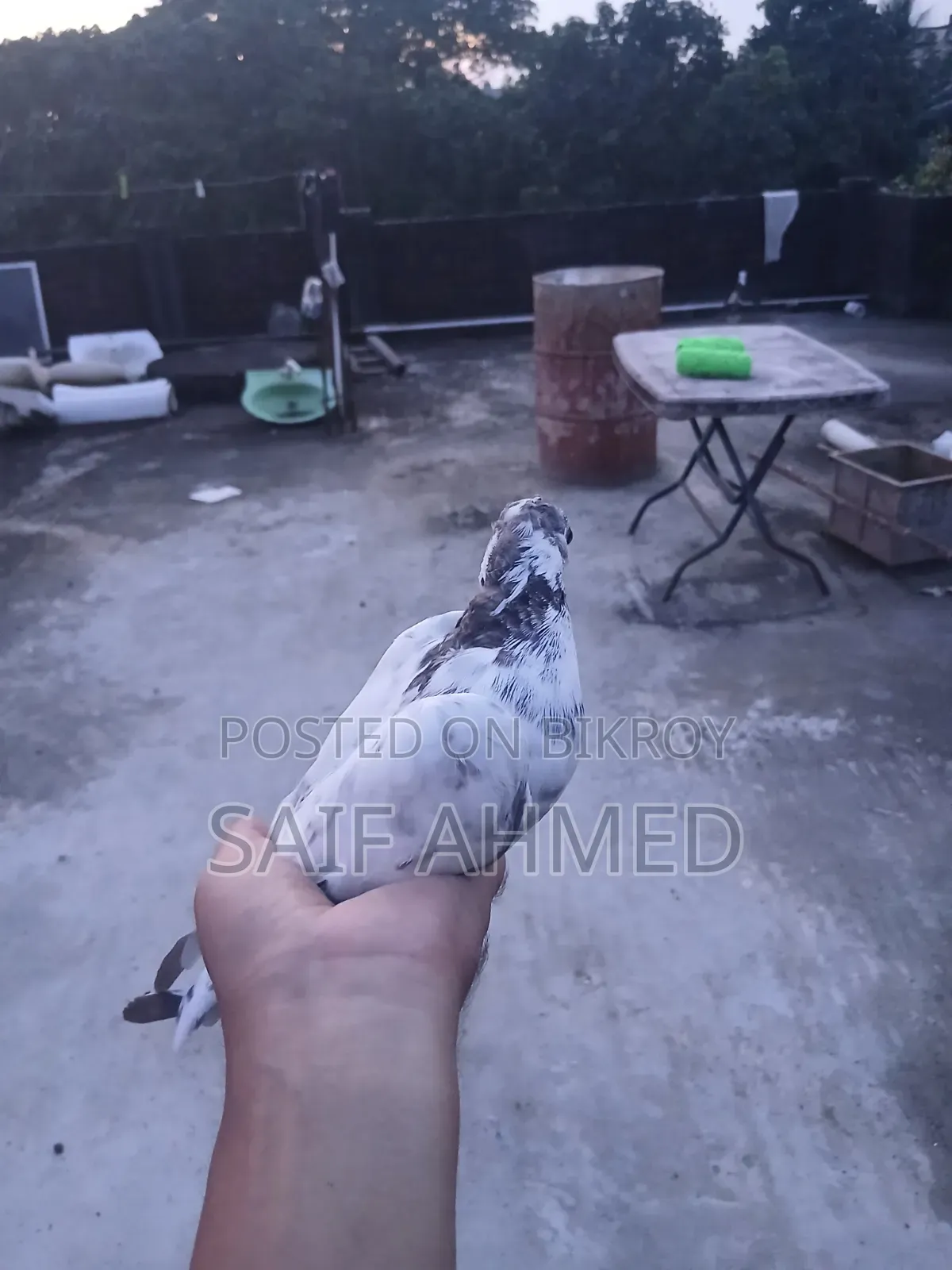 Pigeon Bird