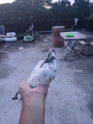 Pigeon Bird