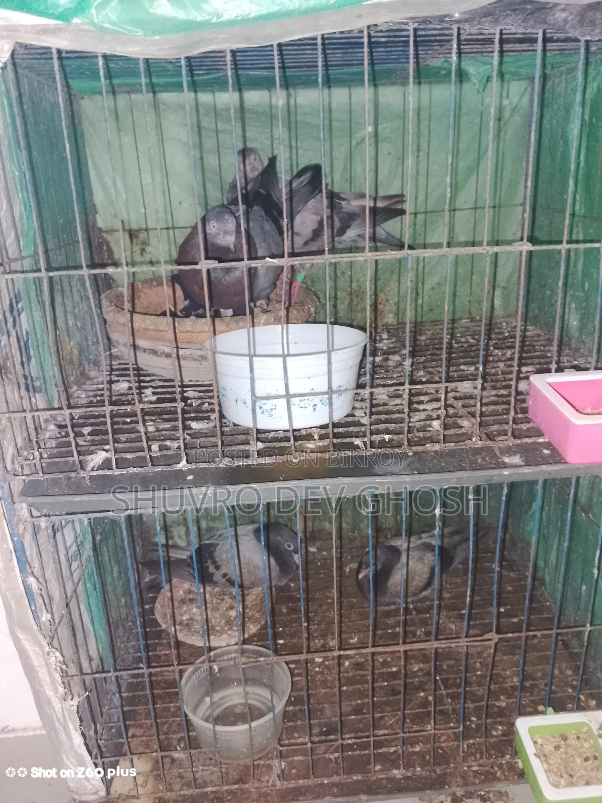 Pigeons for Sale