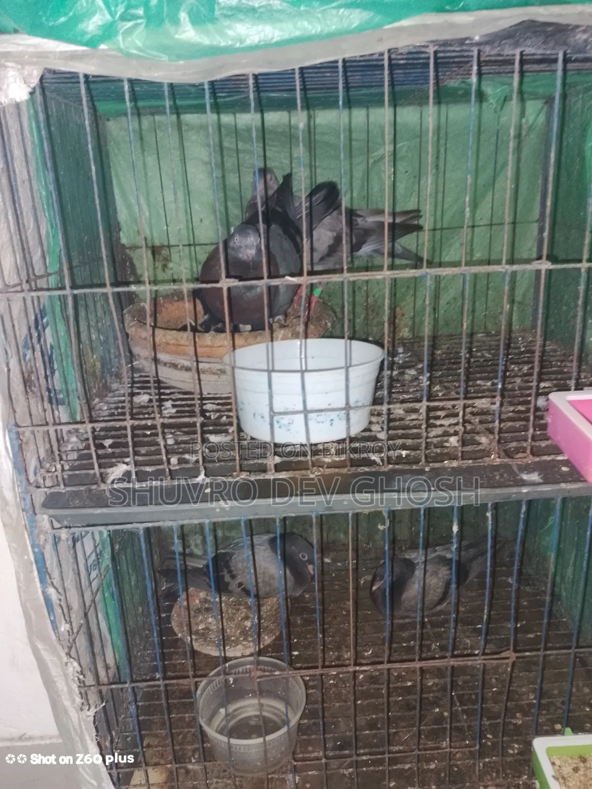 Pigeons for Sale