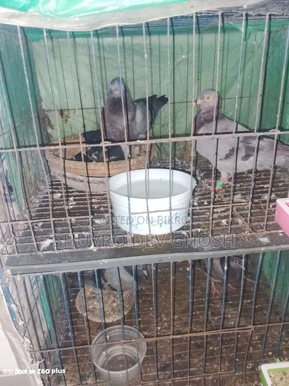Pigeons for Sale