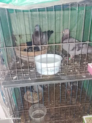 Pigeons for Sale