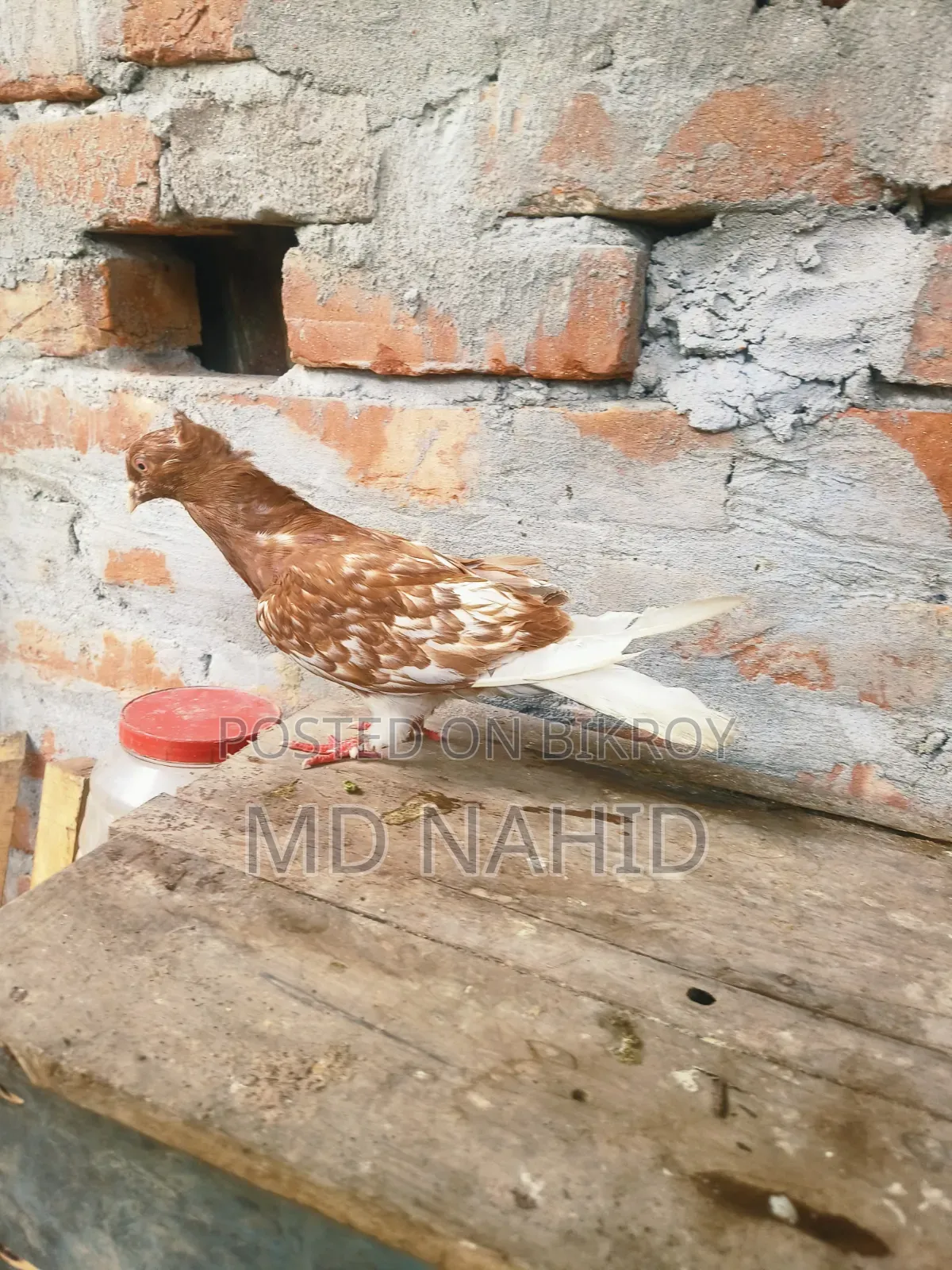 Giribaj Pigeon