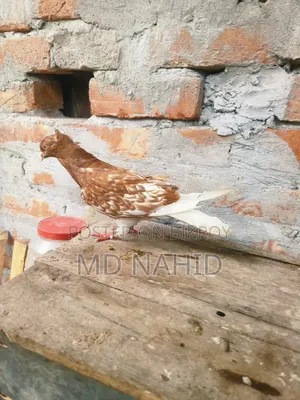 Giribaj Pigeon