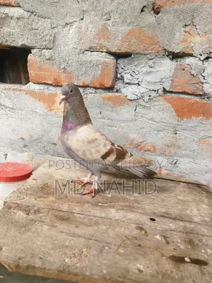 Giribaj Pigeon