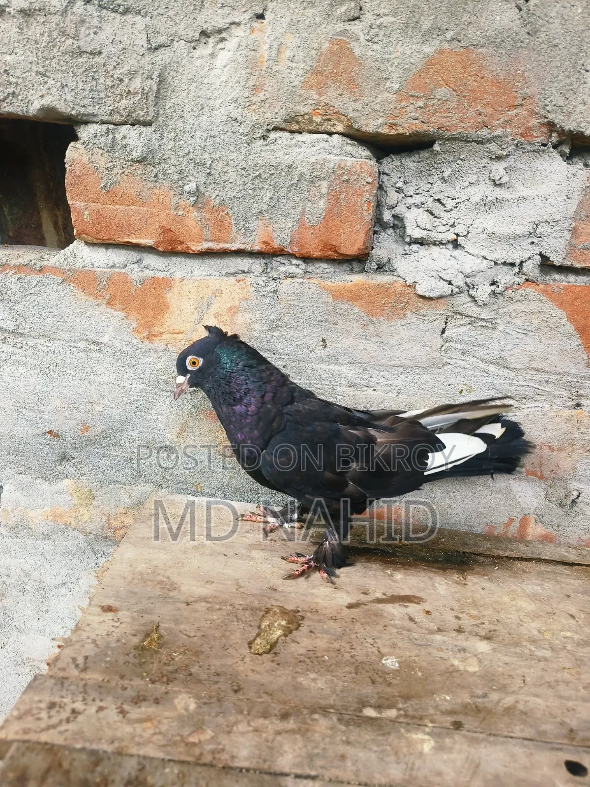 Giribaj Pigeon
