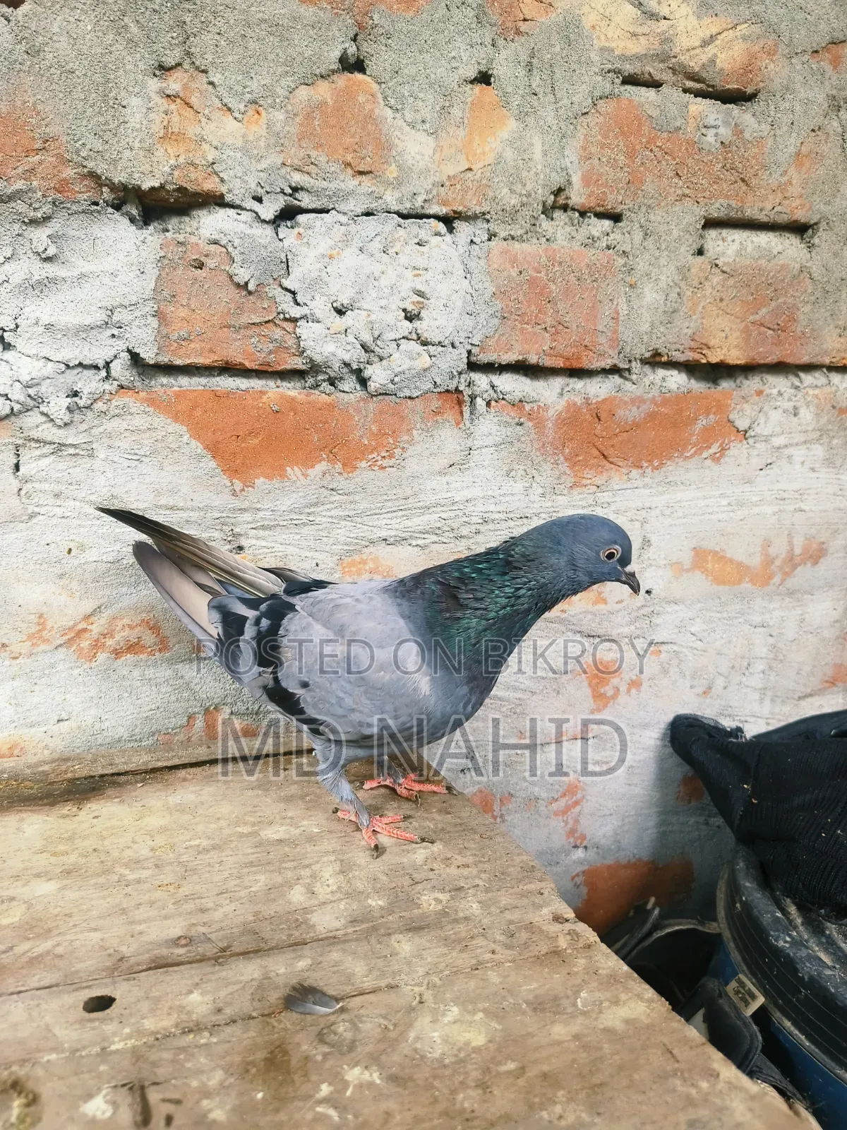 Giribaj Pigeon