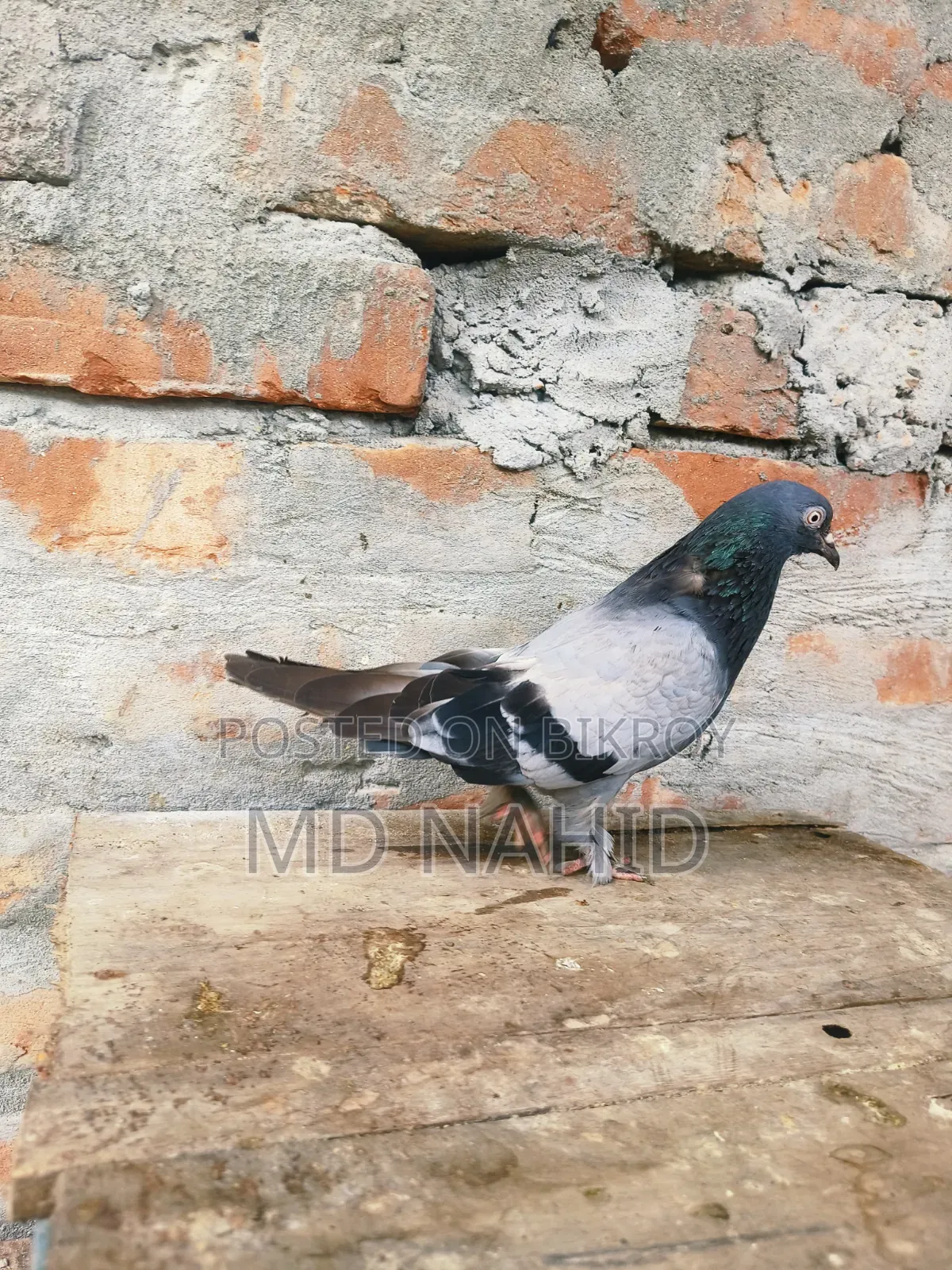 Giribaj Pigeon