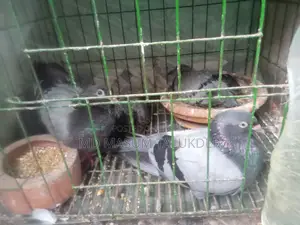আমি অ্যাডাল্ট, ইয়াং অ্যাডাল্ট এবং বেবি রেসিং কবুতর বিক্রি করছি
