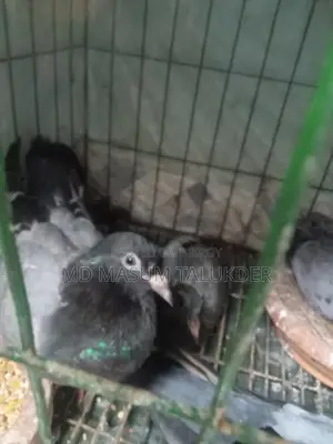 আমি অ্যাডাল্ট, ইয়াং অ্যাডাল্ট এবং বেবি রেসিং কবুতর বিক্রি করছি