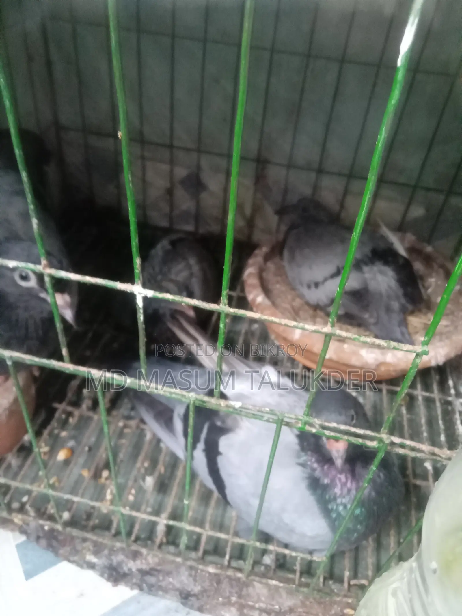 আমি অ্যাডাল্ট, ইয়াং অ্যাডাল্ট এবং বেবি রেসিং কবুতর বিক্রি করছি